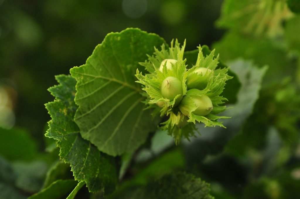 hazelnuts, macro, plant-4285540.jpg