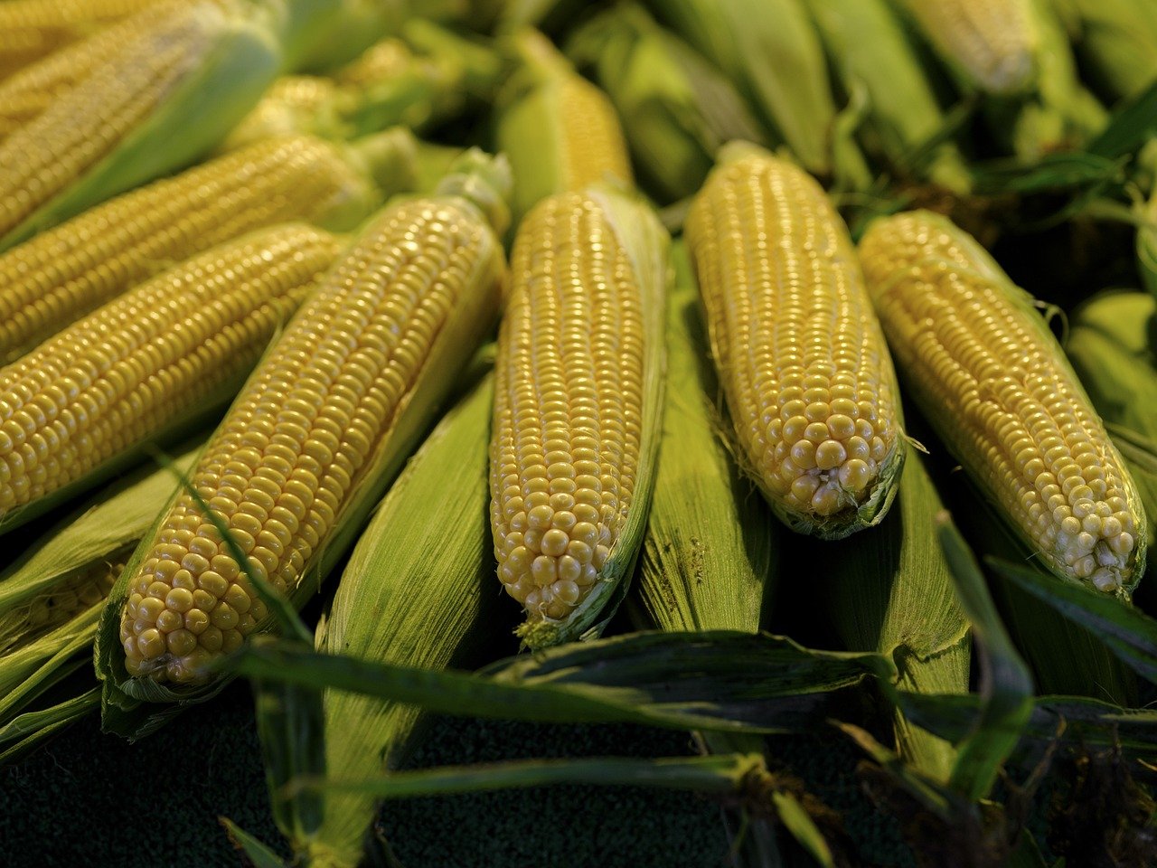 sweetcorn, vegetables, corn-8212731.jpg